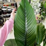 Skrzydłokwiat (Spatiphyllum 'Sensation') 120cm