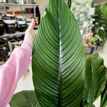 Skrzydłokwiat (Spatiphyllum 'Sensation') 120cm