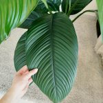 Skrzydłokwiat (Spatiphyllum 'Sensation') 120cm