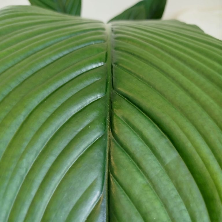 Skrzydłokwiat (Spatiphyllum 'Sensation') 120cm