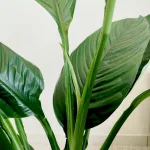 Skrzydłokwiat (Spatiphyllum 'Sensation') 120cm