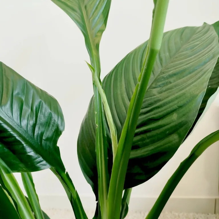 Skrzydłokwiat (Spatiphyllum 'Sensation') 120cm