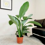 Skrzydłokwiat (Spatiphyllum 'Sensation') 120cm