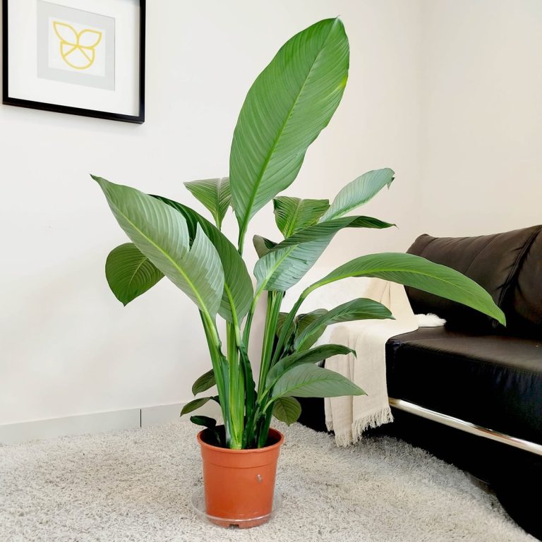 Skrzydłokwiat (Spatiphyllum 'Sensation') 120cm