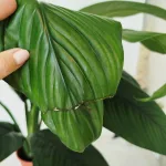 Skrzydłokwiat (Spatiphyllum 'Sensation') 120cm