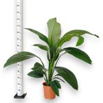 Skrzydłokwiat (Spatiphyllum 'Sensation') 120cm