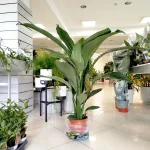 Skrzydłokwiat (Spatiphyllum 'Sensation') 120cm