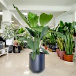 Skrzydłokwiat (Spatiphyllum 'Sensation') 120cm