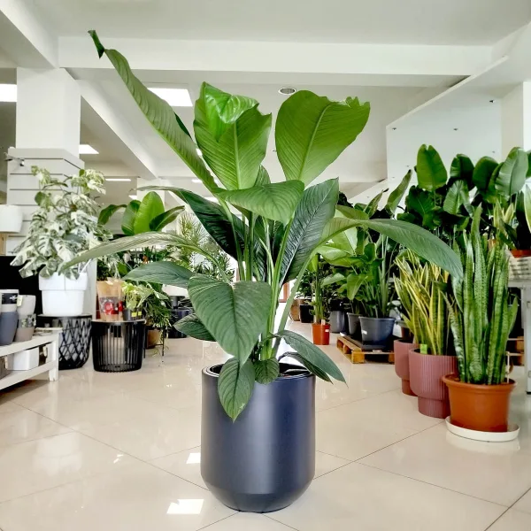 Skrzydłokwiat (Spatiphyllum 'Sensation') 120cm