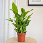 Skrzydłokwiat (Spathiphyllum 'Bellini') 40cm