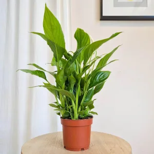 Skrzydłokwiat (Spathiphyllum 'Bellini') 40cm
