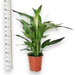 Skrzydłokwiat (Spathiphyllum 'Bingo Cupido') 70cm