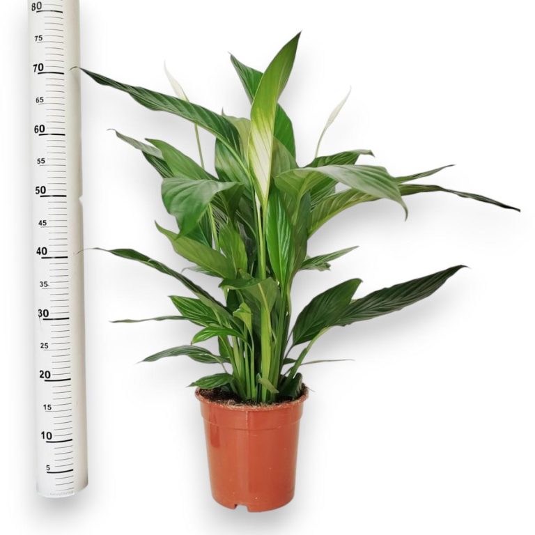 Skrzydłokwiat (Spathiphyllum 'Bingo Cupido') 70cm