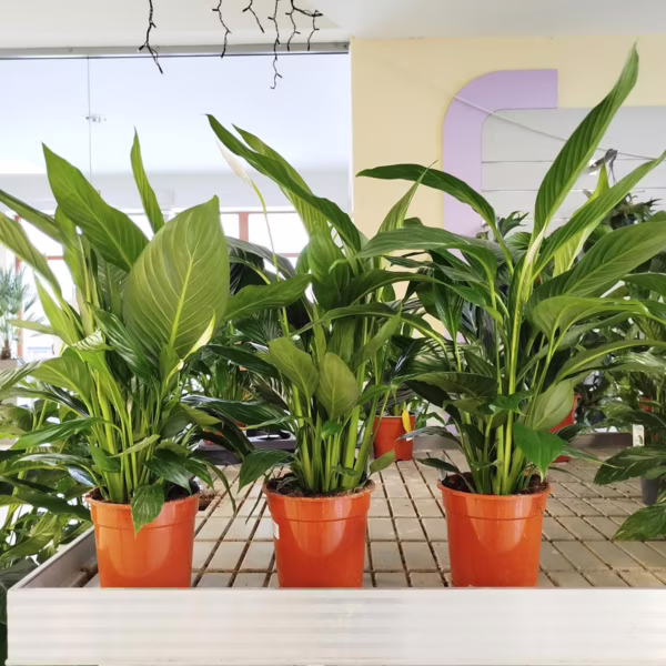 Skrzydłokwiat (Spathiphyllum 'Bingo Cupido') 75-85cm
