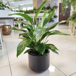 Skrzydłokwiat (Spathiphyllum 'Bingo Cupido') 70cm