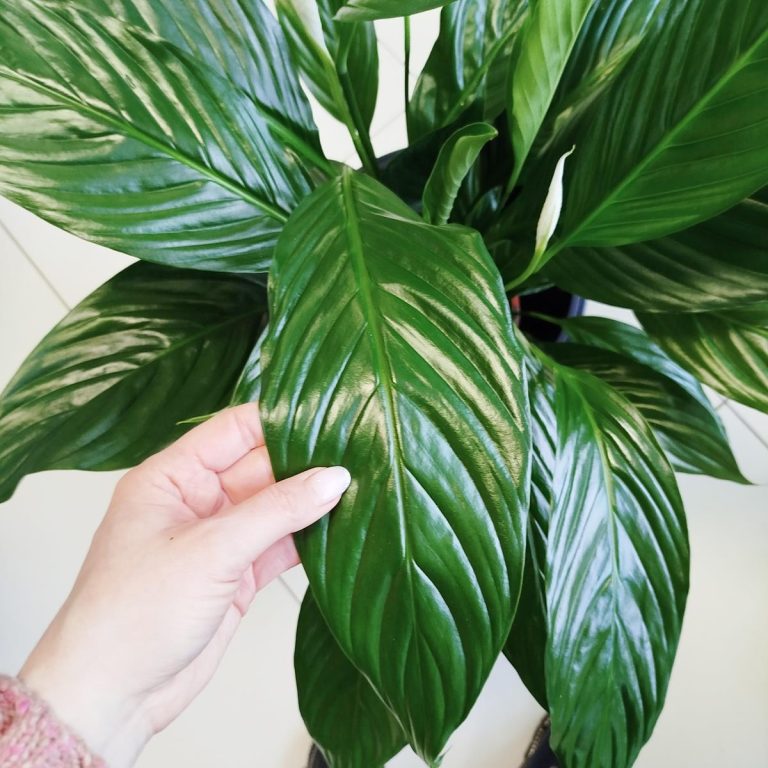 Skrzydłokwiat (Spathiphyllum 'Bingo Cupido') 70cm
