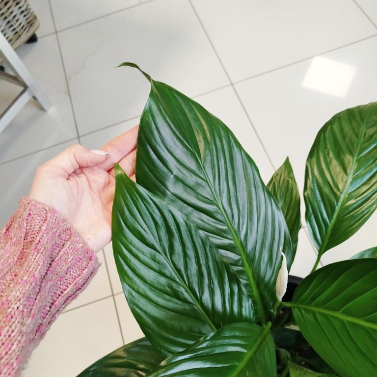 Skrzydłokwiat (Spathiphyllum 'Bingo Cupido') 70cm