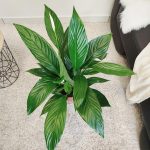 Skrzydłokwiat (Spathiphyllum 'Bingo Cupido') 70cm