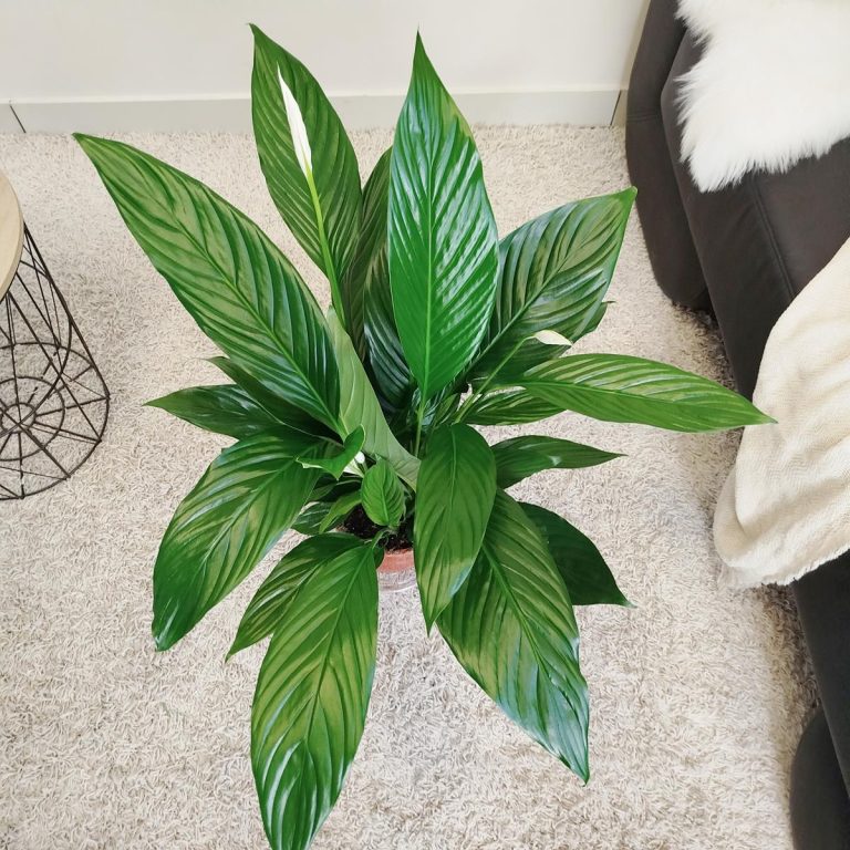 Skrzydłokwiat (Spathiphyllum 'Bingo Cupido') 70cm