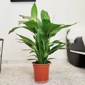 Skrzydłokwiat (Spathiphyllum 'Bingo Cupido') 70cm