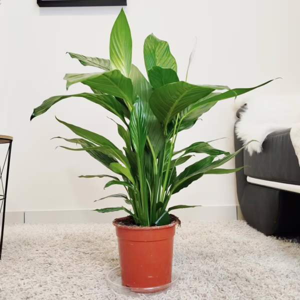 Skrzydłokwiat (Spathiphyllum 'Bingo Cupido') 80cm