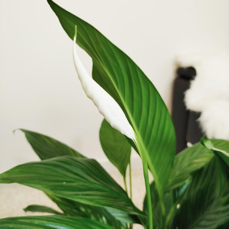 Skrzydłokwiat (Spathiphyllum 'Bingo Cupido') 70cm