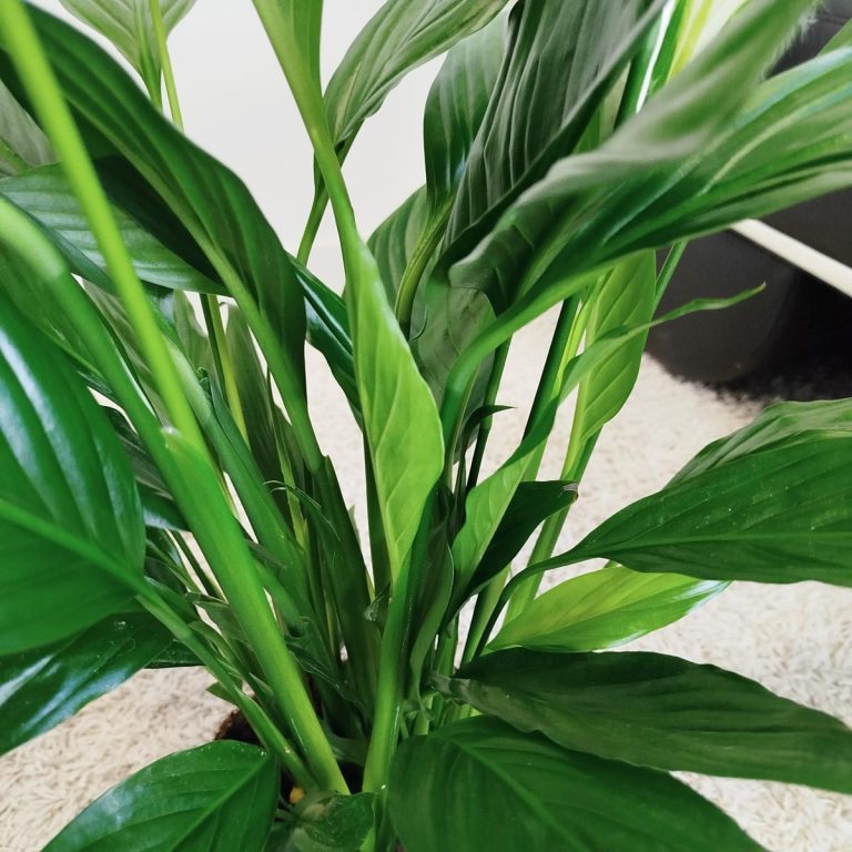 Skrzydłokwiat (Spathiphyllum 'Bingo Cupido') 70cm