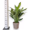 Skrzydłokwiat (Spathiphyllum ‘Diamond’) 55-65cm