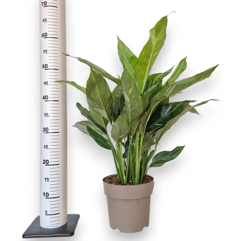 Skrzydłokwiat (Spathiphyllum 'Diamond') 60cm