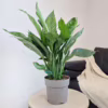 Skrzydłokwiat (Spathiphyllum ‘Diamond’) 55-65cm