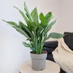 Skrzydłokwiat (Spathiphyllum 'Diamond') 60cm