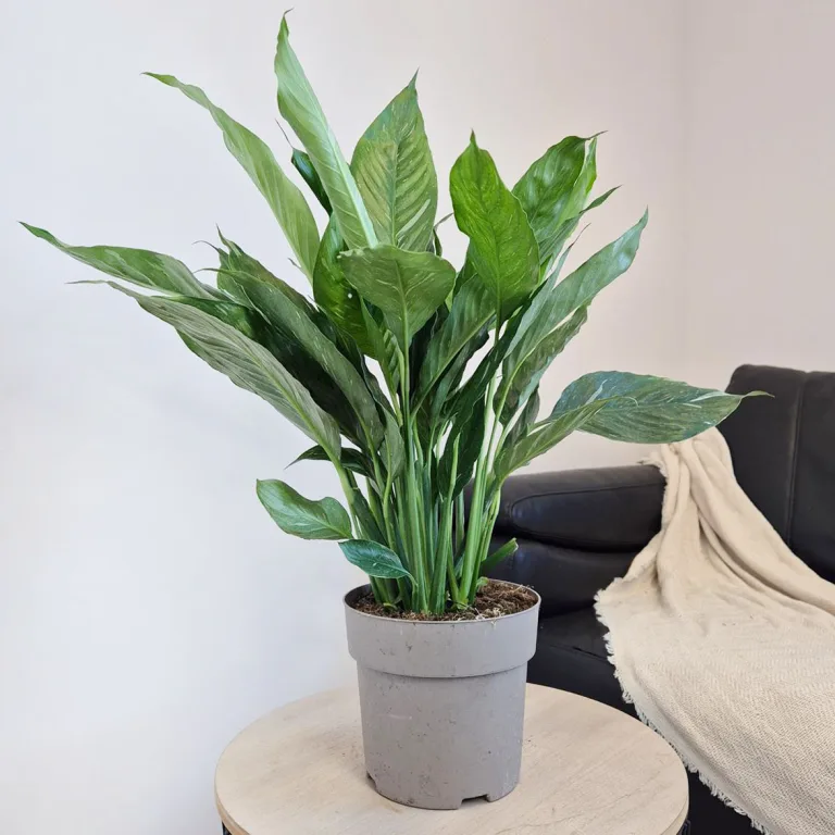 Skrzydłokwiat (Spathiphyllum 'Diamond') 60cm