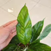Skrzydłokwiat (Spathiphyllum ‘Diamond’) 55-65cm