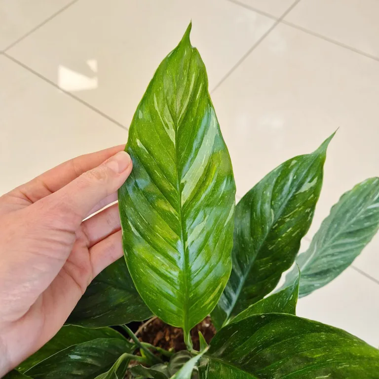 Skrzydłokwiat (Spathiphyllum 'Diamond') 60cm