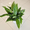 Skrzydłokwiat (Spathiphyllum ‘Diamond’) 55-65cm