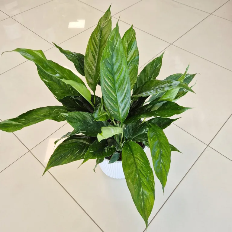 Skrzydłokwiat (Spathiphyllum 'Diamond') 60cm