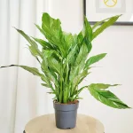 Skrzydłokwiat (Spathiphyllum 'Diamond') 60cm