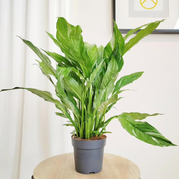 Skrzydłokwiat (Spathiphyllum 'Diamond') 55-65cm