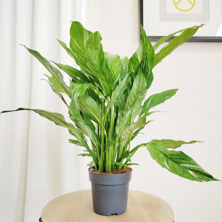Skrzydłokwiat (Spathiphyllum 'Diamond') 60cm