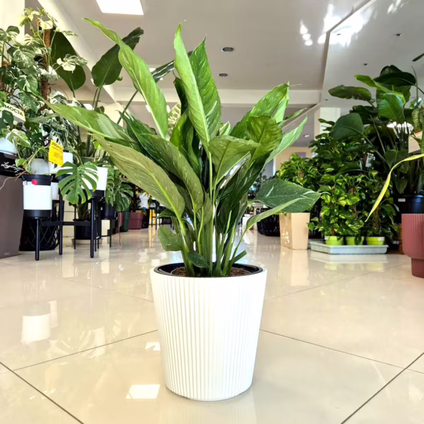 Skrzydłokwiat (Spathiphyllum 'Diamond') 55-65cm