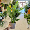 Skrzydłokwiat (Spathiphyllum ‘Diamond’) 55-65cm