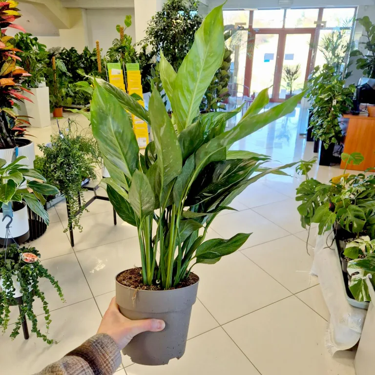 Skrzydłokwiat (Spathiphyllum 'Diamond') 60cm