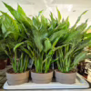 Skrzydłokwiat (Spathiphyllum ‘Diamond’) 55-65cm