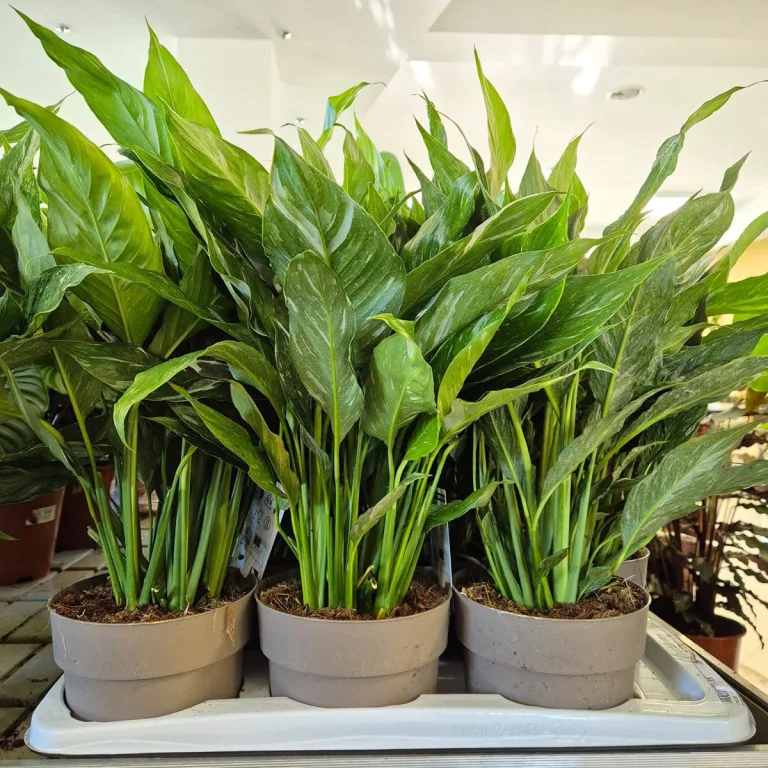 Skrzydłokwiat (Spathiphyllum 'Diamond') 60cm