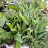 Skrzydłokwiat (Spathiphyllum ‘Diamond’) 55-65cm
