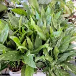 Skrzydłokwiat (Spathiphyllum 'Diamond') 60cm