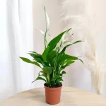 Skrzydłokwiat (Spathiphyllum 'Pearl Cupido) 25cm