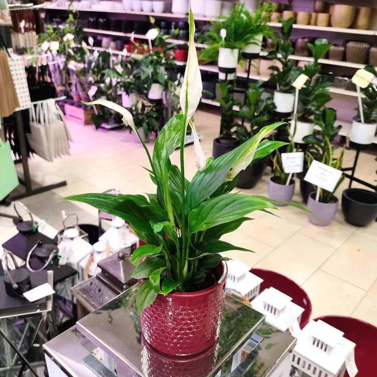 Skrzydłokwiat (Spathiphyllum 'Pearl Cupido) 25cm