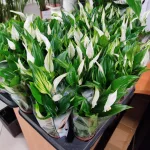Skrzydłokwiat (Spathiphyllum 'Pearl Cupido) 25cm