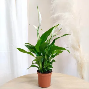 Skrzydłokwiat (Spathiphyllum 'Pearl Cupido) 25cm
